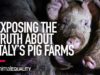 Animal Equality Investigation Reveals Truth Behind Italy’s Pig Farms