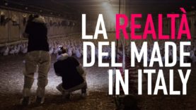 Animal Equality svela la realtà nascosta dall’industria alimentare