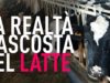 Animal Equality svela la realtà nascosta dall’industria del latte