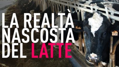 Animal Equality svela la realtà nascosta dall’industria del latte
