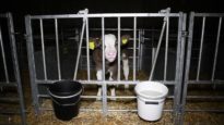 Broken Bonds | Waitrose Organic Dairy Farm