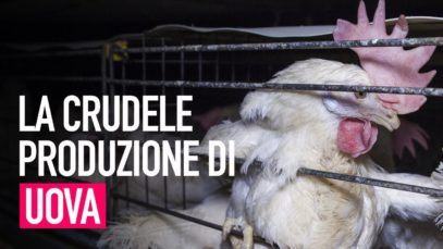 Che cosa c’è di male nel mangiare le uova?