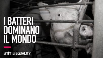Cosa provoca l’antibioticoresistenza?