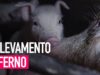 ⚠️ Crudeltà nascoste - Vivere e morire in un allevamento di maiali in Italia