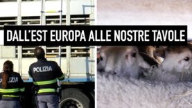 Dall'Est Europa alle tavole degli Italiani: il trasporto illegale degli agnelli