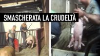 GRIDA NEL SILENZIO: nuova investigazione shock di Animal Equality