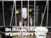 Inside a Soil Association Organic Dairy Farm