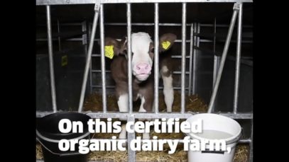 Inside a Soil Association Organic Dairy Farm