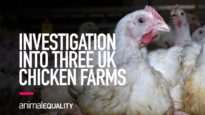 Investigation: Extreme Suffering Exposed on Three Giant British Chicken Farms
