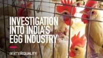 Investigation Into India’s Egg Industry