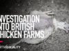INVESTIGATION: Suffering, Abuse and Cannibalism Filmed on British Chicken Farms