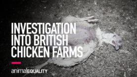 INVESTIGATION: Suffering, Abuse and Cannibalism Filmed on British Chicken Farms