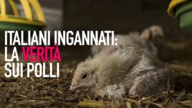 Italiani ingannati: la realtà nascosta dell’industria dei polli