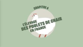 L214 Education / L’élevage des poulets en France