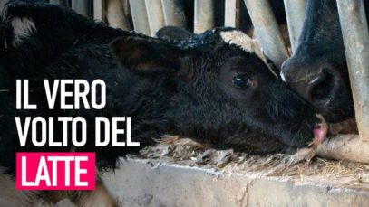 La crudeltà dell’industria del latte