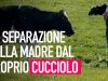 La terribile separazione della madre dal proprio cucciolo