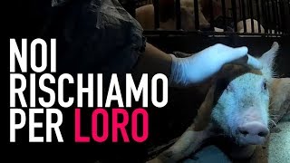 Le investigatrici di Animal Equality spiegano il lavoro d’inchiesta