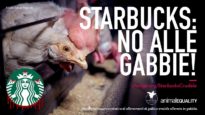 NUOVA CAMPAGNA: Chiedi a Starbucks di dire “no alle gabbie” in tutto il mondo!