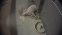 Severe Abuse Inside Italian Pig Farms Supplying Parma Ham
