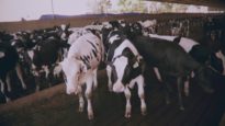 The Dairy Industry – Animal Equality