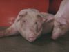 The Meat Industry – Animal Equality