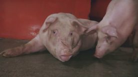 The Meat Industry – Animal Equality