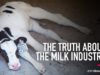 The Truth About the Milk Industry