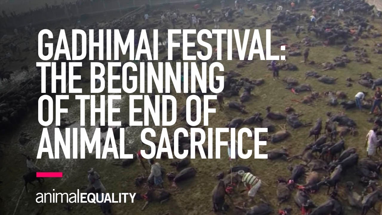 Gadhimai 2019 | Laverabestia.org