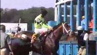 Horse Forced to Compete at Brooklyn Handicap