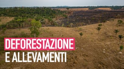La deforestazione dell’Amazzonia è causata dall’industria della carne?