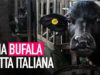 Una bufala tutta italiana: la verità dietro la mozzarella di bufala!