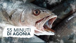 55 minuti di agonia: la terribile morte dei pesci.