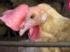 Animal Rights exposes the serious suffering of so-called “cage-free” chickens.