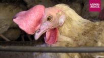 Animal Rights exposes the serious suffering of so-called “cage-free” chickens.