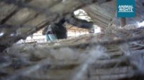 Animal Rights filmt gruwelijke vergassing van nertsen met verborgen camera's.