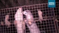 Animal Rights filmt misstanden op bontfokkerijen
