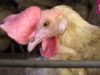 Animal Rights filmt schokkend dierenleed bij legkippen