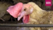 Animal Rights filmt schokkend dierenleed bij legkippen