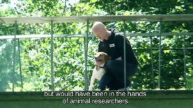 Animal Rights redt 6 beagles uit een proefdierfaciliteit.