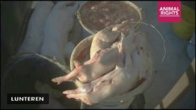 Animal Rights undercover in hart van de varkenssector