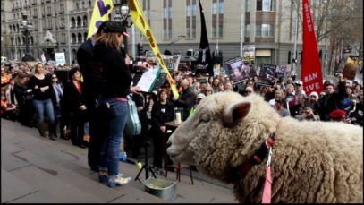 Ban Live Export Rally – Melbourne