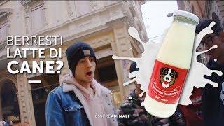 Berresti latte di cane? – Esperimento sociale