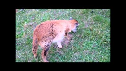 Carmen The Tripod Lamb