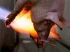 Cerdo quemado vivo con un soplete en un matadero (Estado español)