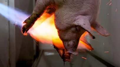 Cerdo quemado vivo con un soplete en un matadero (Estado español)