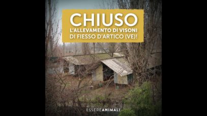Chiuso allevamento di visoni a  Fiesso d’Artico (VE)!