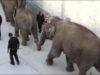 Circus Elephant’s Wounds Caught on Tape
