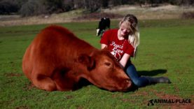 Cuddling with a Rescued Cow