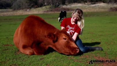 Cuddling with a Rescued Cow
