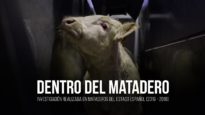 Dentro del matadero: investigación en mataderos del Estado español.
